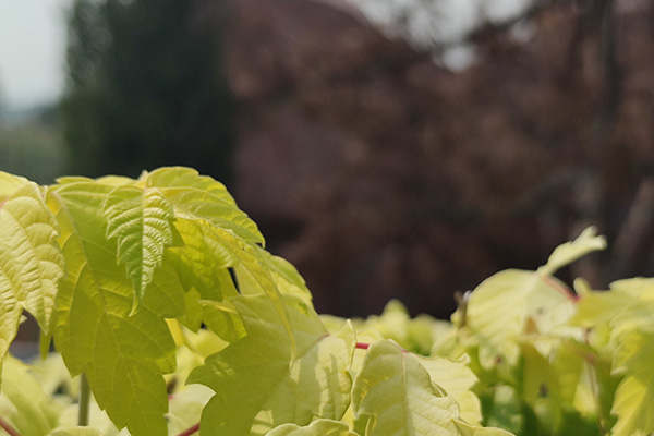 沈陽(yáng)殯葬禮儀下葬用紅布包還打傘嗎？