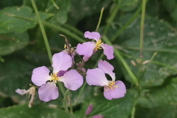 在參加沈陽白事去悼念逝者送什么花比較好？