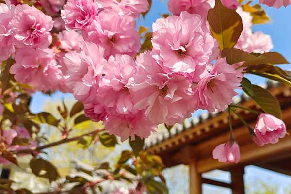 沈陽喪葬服務(wù) 沈陽喪葬服務(wù)