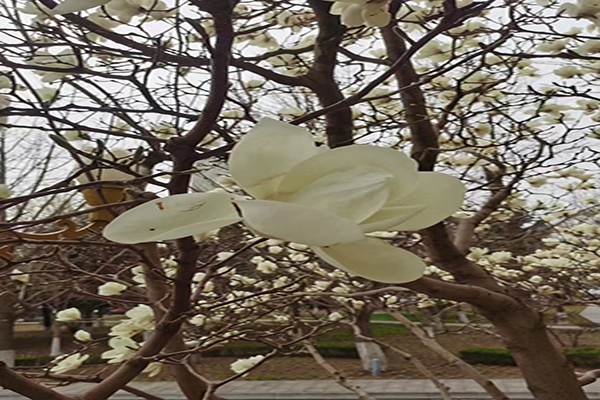 沈陽喪葬服務(wù)習(xí)俗之“老二抱盆,老大摔”,老祖宗喪葬習(xí)俗大有講究！