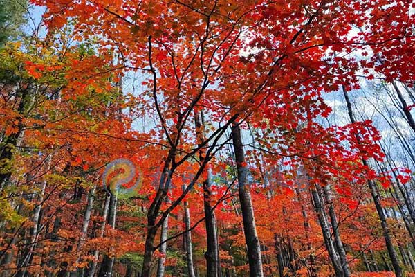 沈陽殯葬禮儀服務